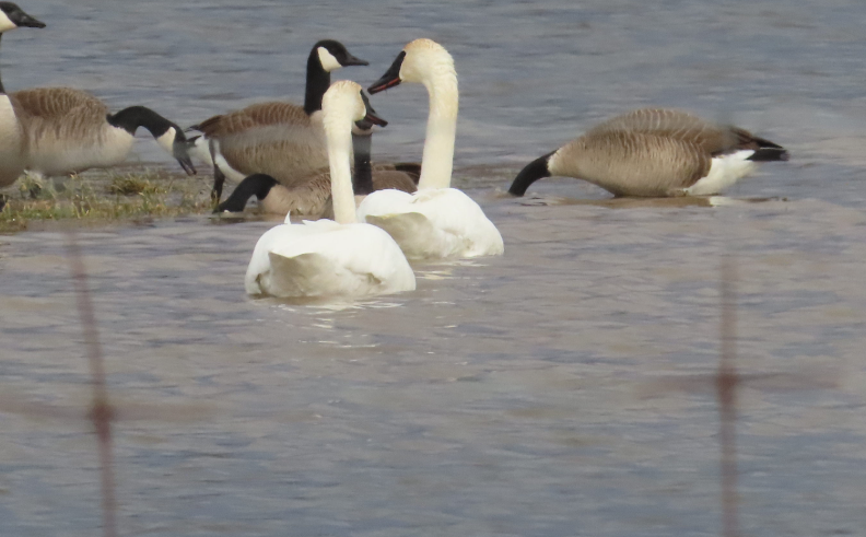 Trumpeter Swan - ML632227168
