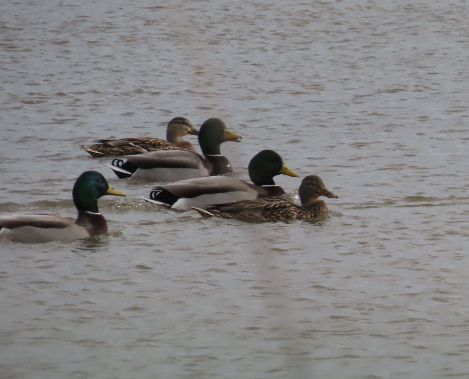 Mallard - ML632227180