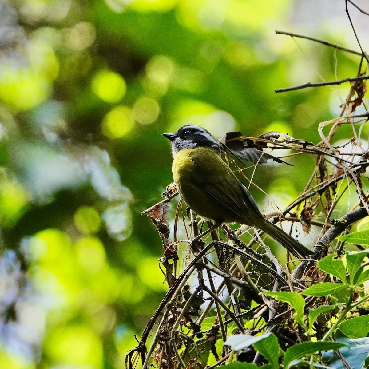 Sooty-capped Chlorospingus - ML632227193
