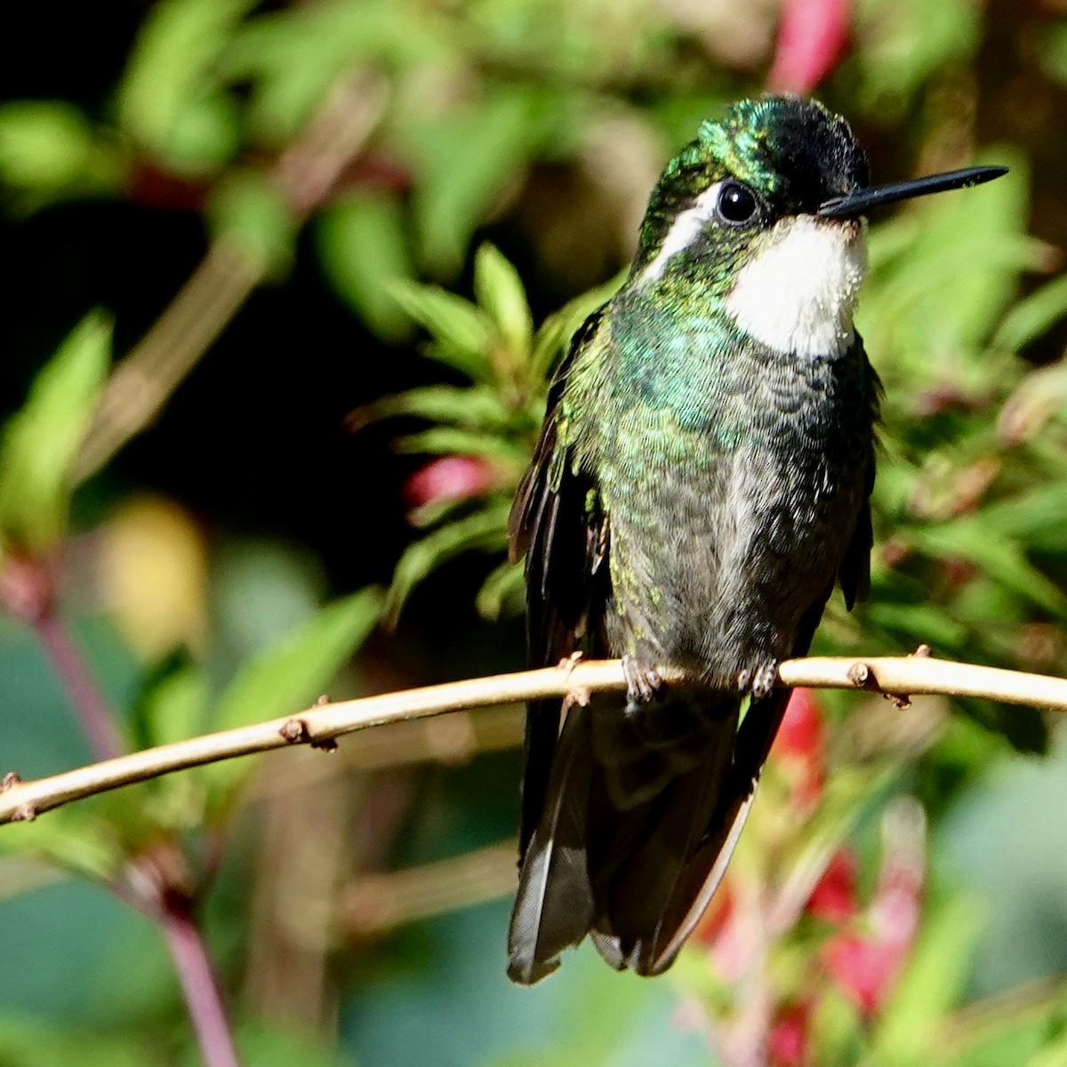 White-throated Mountain-gem (Gray-tailed) - ML632227368