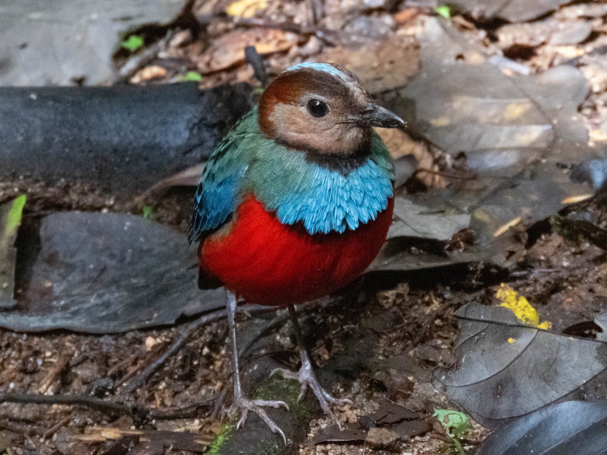 Sulawesi Pitta - ML632227555