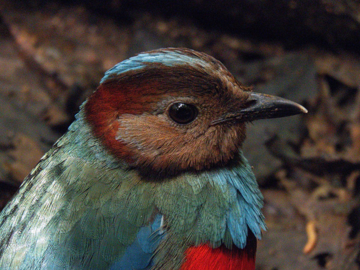 Sulawesi Pitta - ML632227558