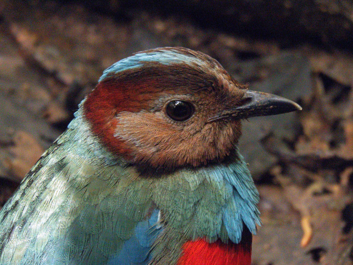 Sulawesi Pitta - ML632227559