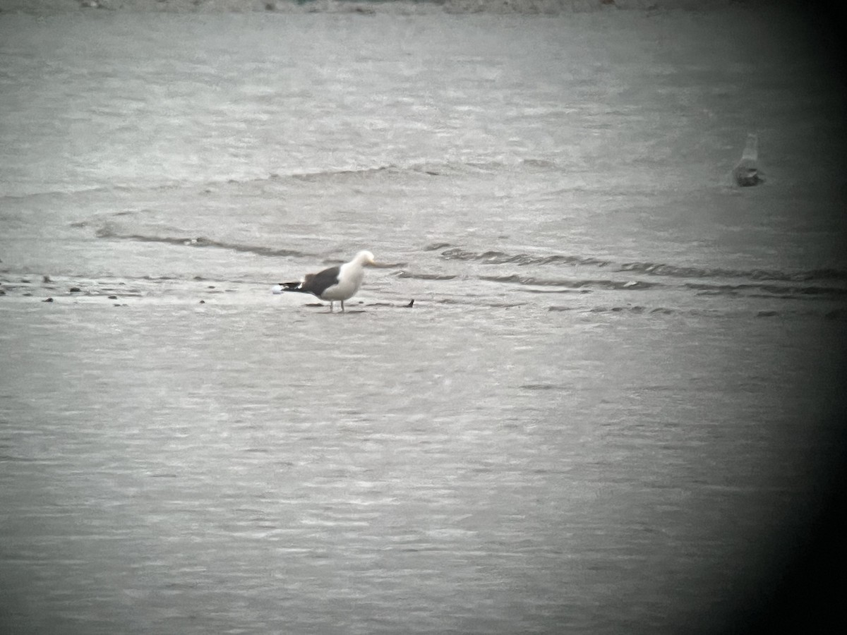 Lesser Black-backed Gull (graellsii) - ML632227583
