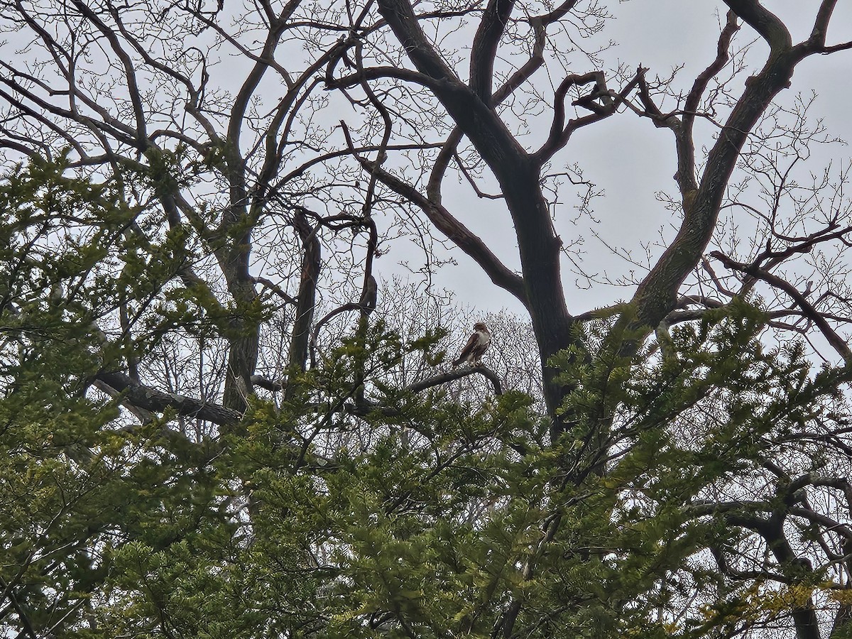 Red-tailed Hawk - ML632227587