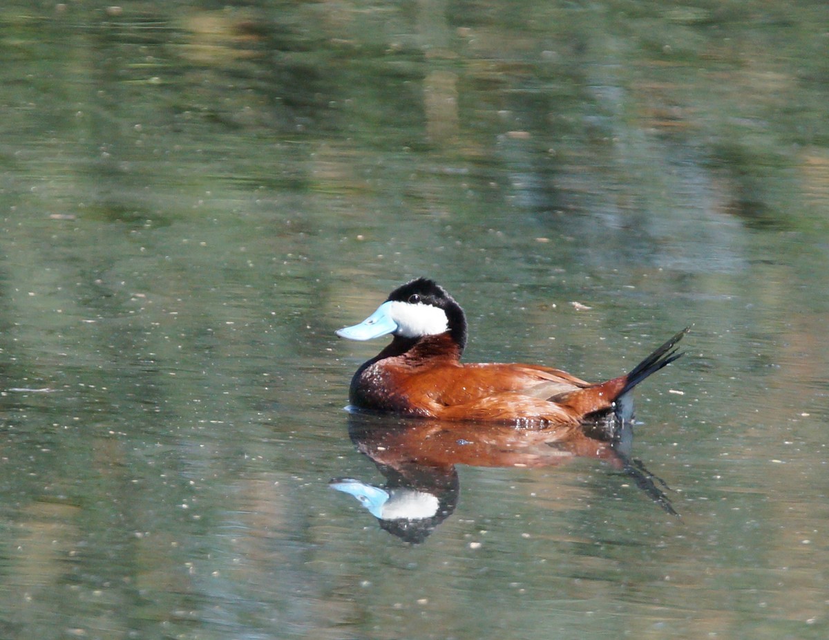 Ruddy Duck - ML63222761