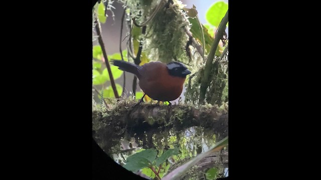 Tanager Finch - ML632227698