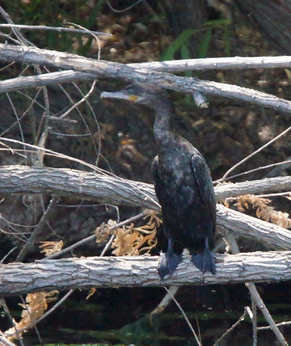 Neotropic Cormorant - Samuel Murray