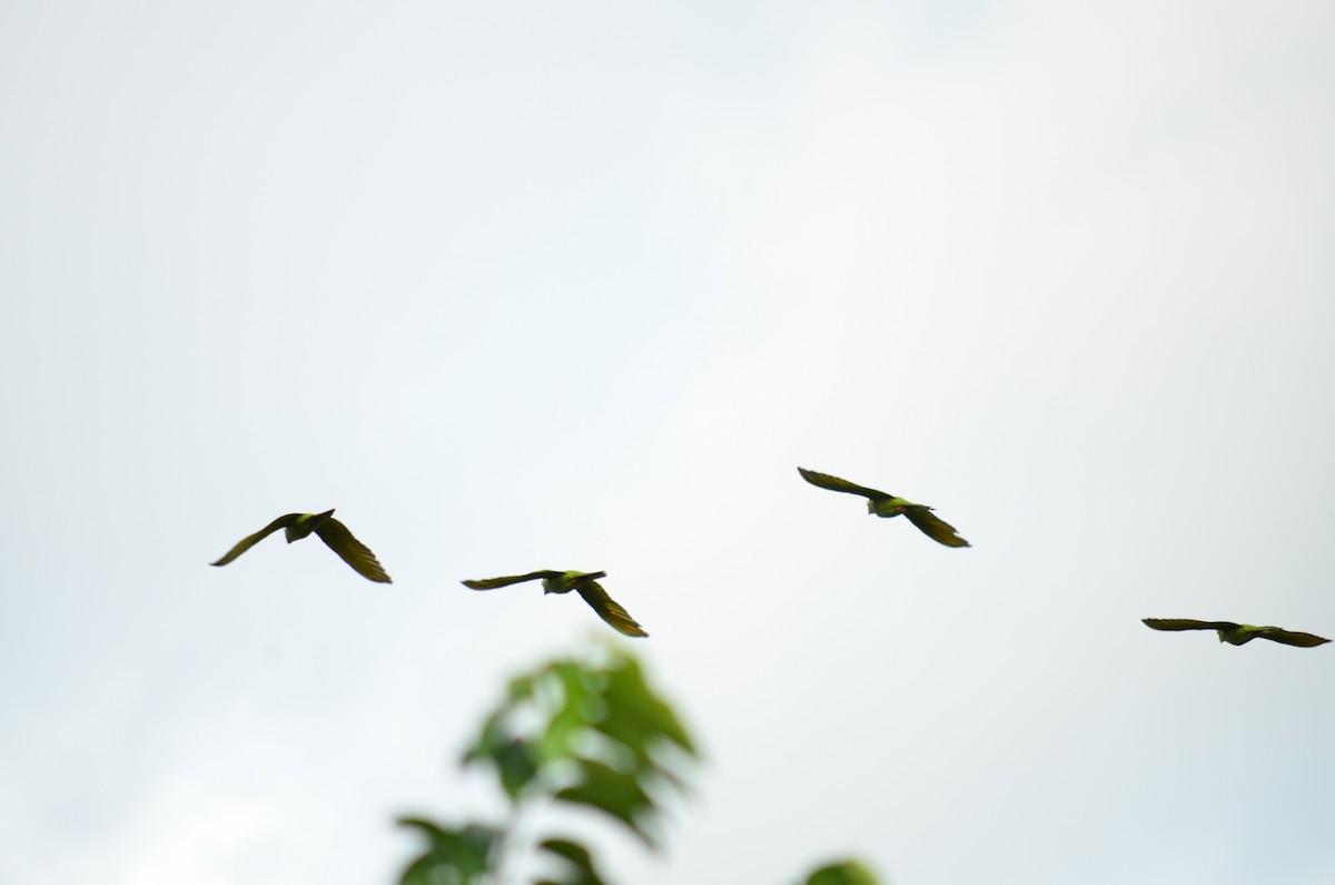 Blue-crowned Parakeet - ML632227728
