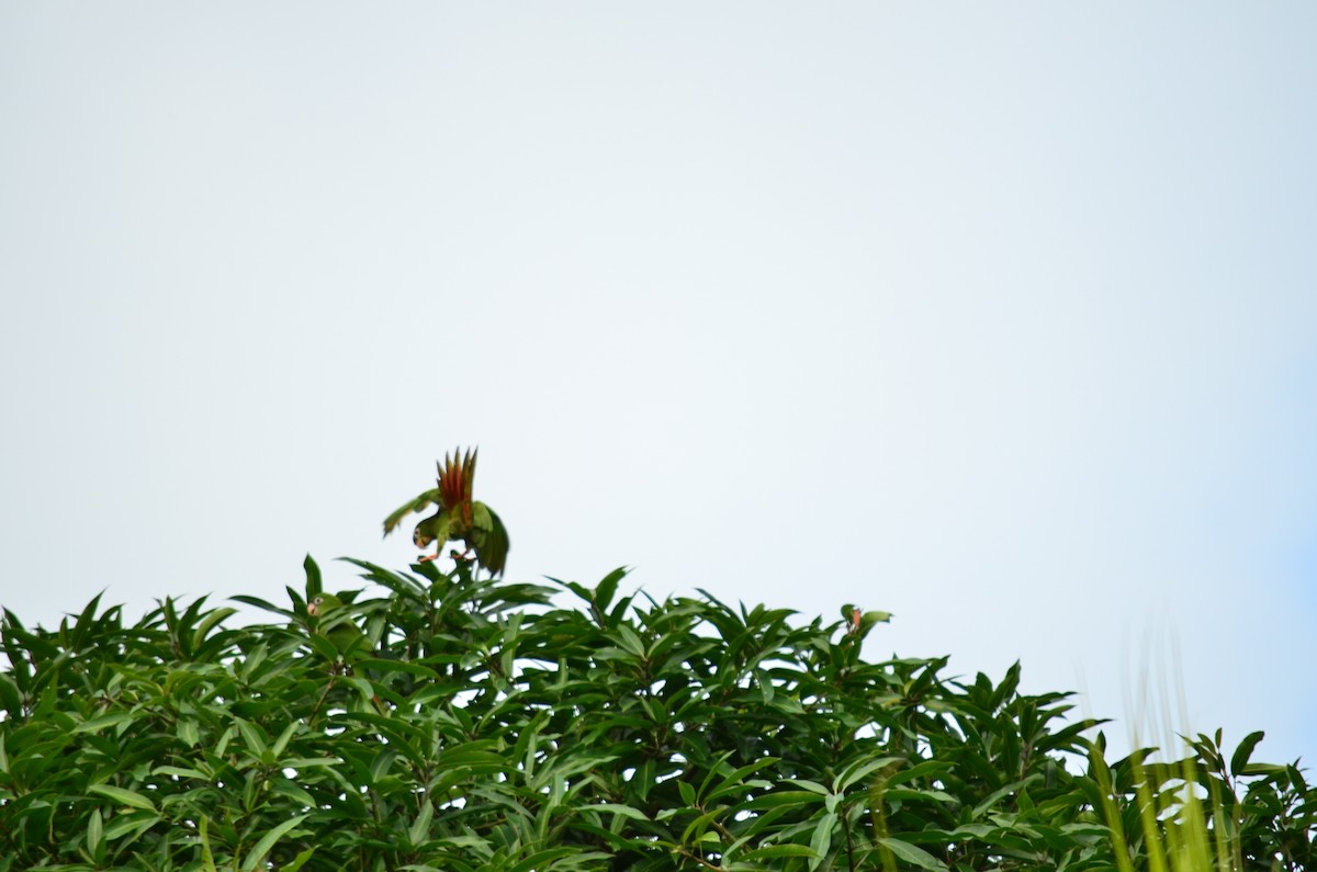Blue-crowned Parakeet - ML632227729
