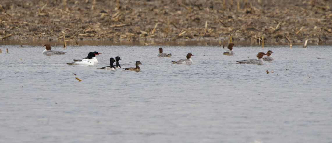 Common Merganser - ML632227872