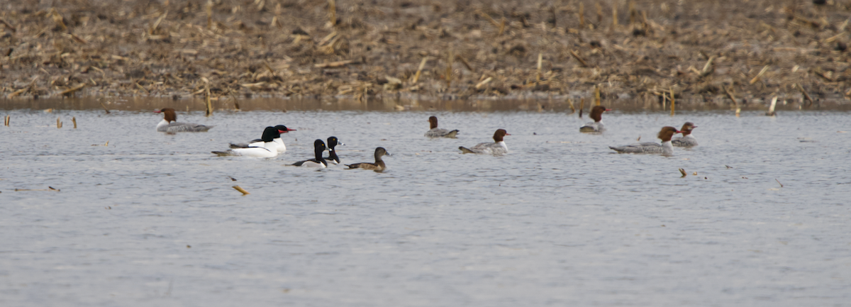 Common Goldeneye - ML632227881