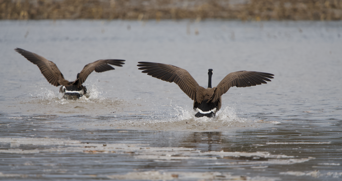 Canada Goose - ML632227893