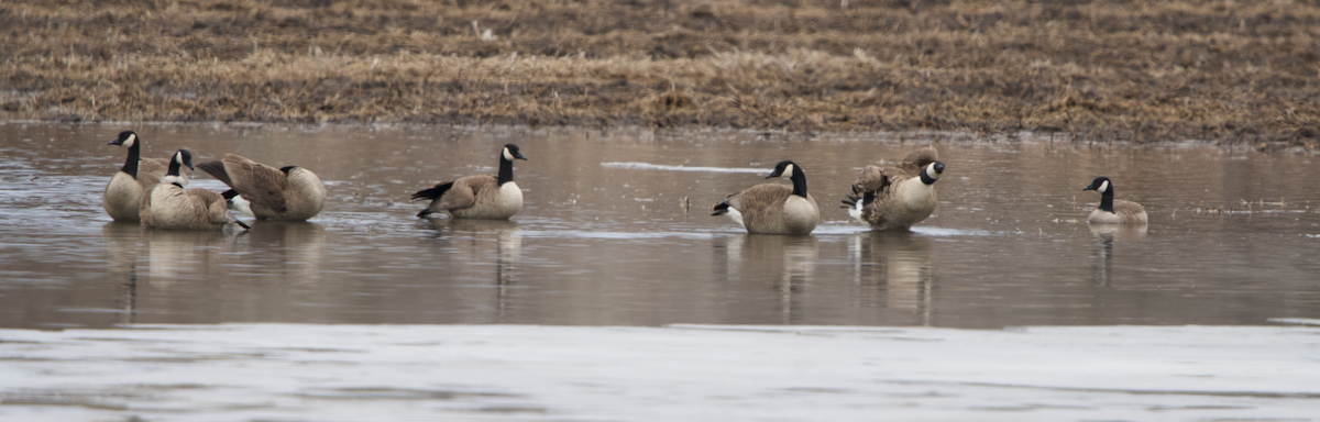 Canada Goose - ML632227905