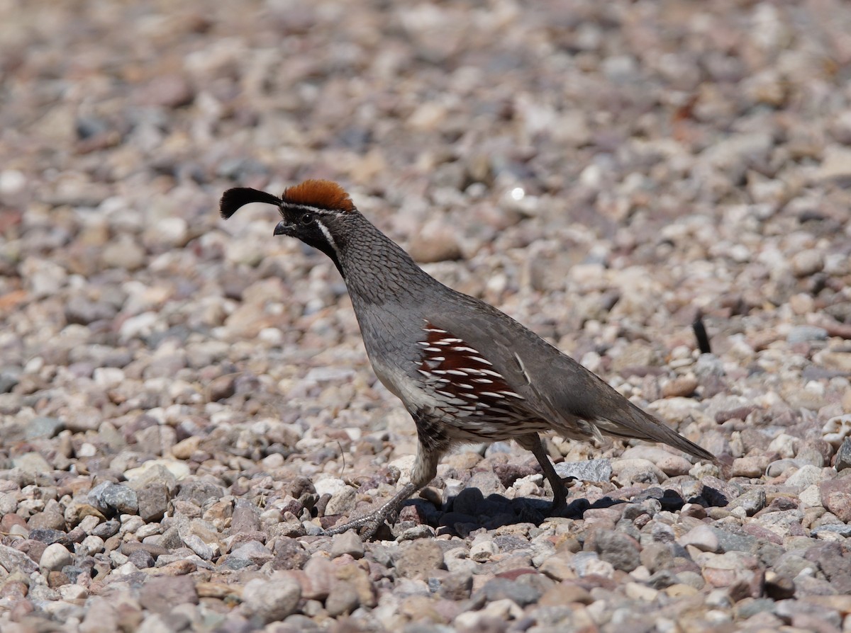 Gambel's Quail - ML63222791