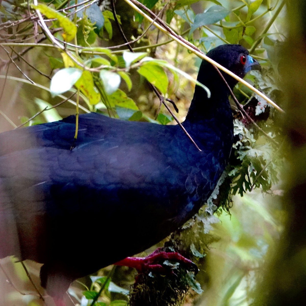 Black Guan - ML632227959