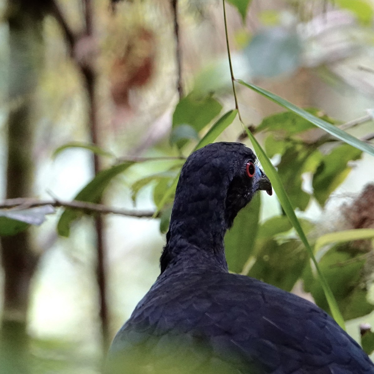 Black Guan - ML632227961