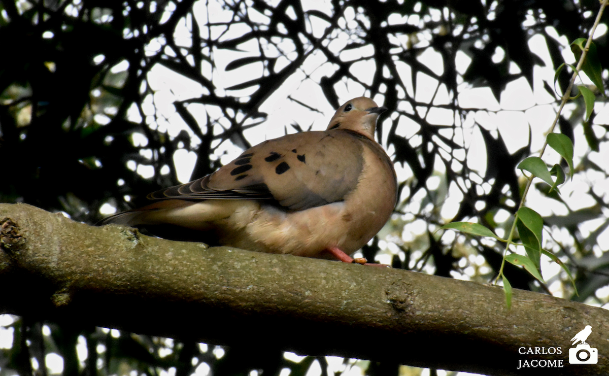 Eared Dove - ML632228060