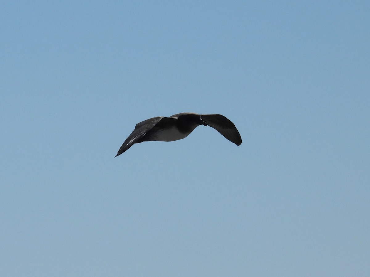 Atlantic Petrel - ML632228069