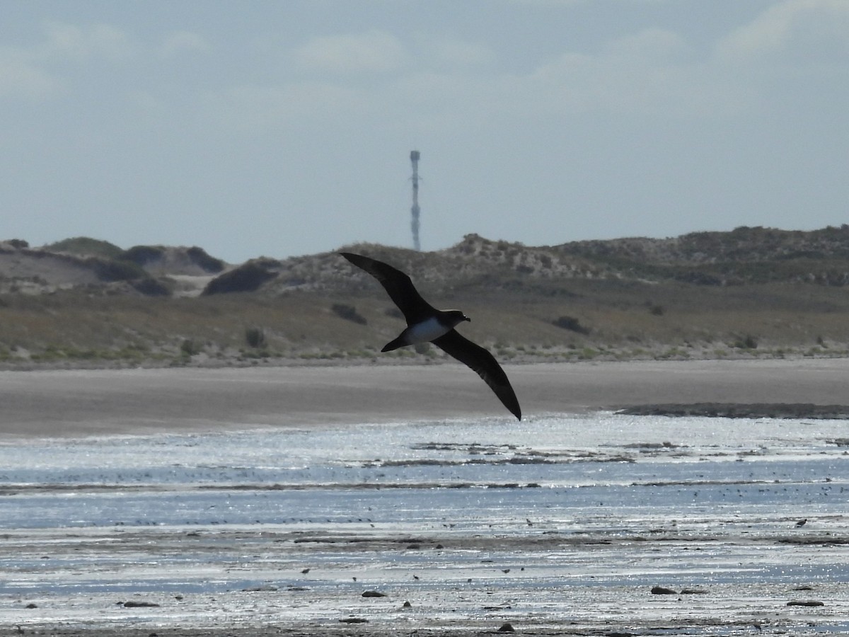 Atlantic Petrel - ML632228070