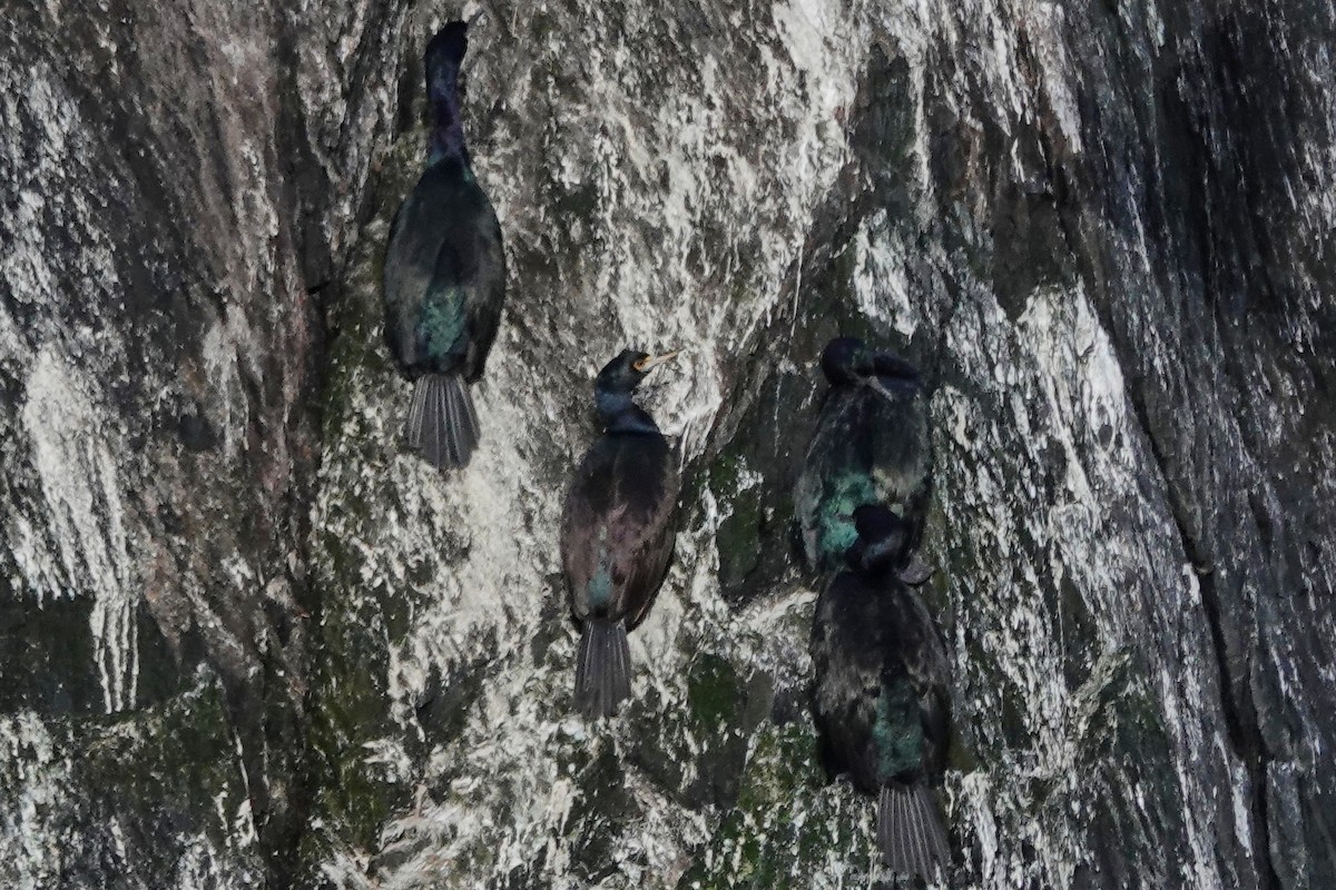 Red-faced Cormorant - ML632228301