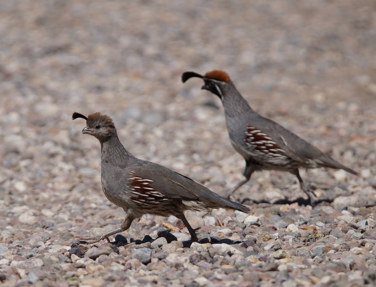 Gambel's Quail - ML63222831