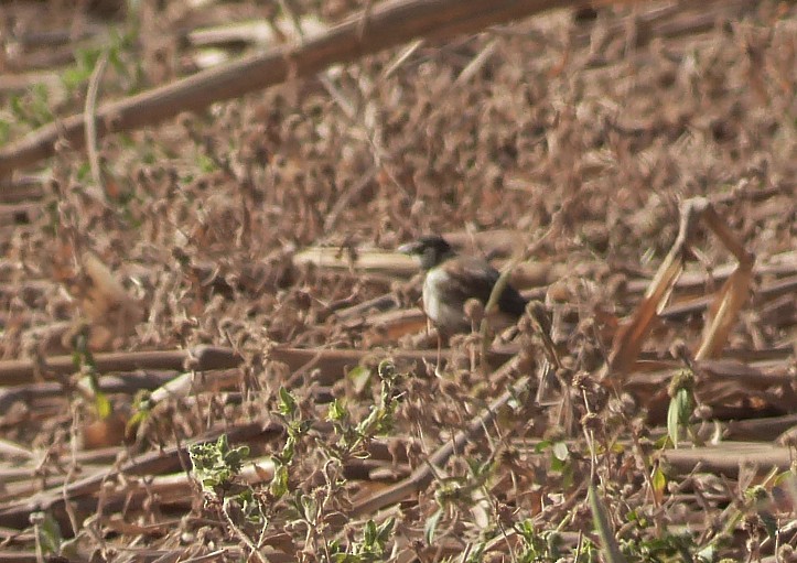 Chestnut-backed Sparrow-Lark - ML632228423