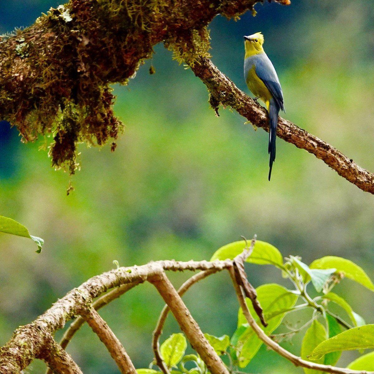 Long-tailed Silky-flycatcher - ML632228483