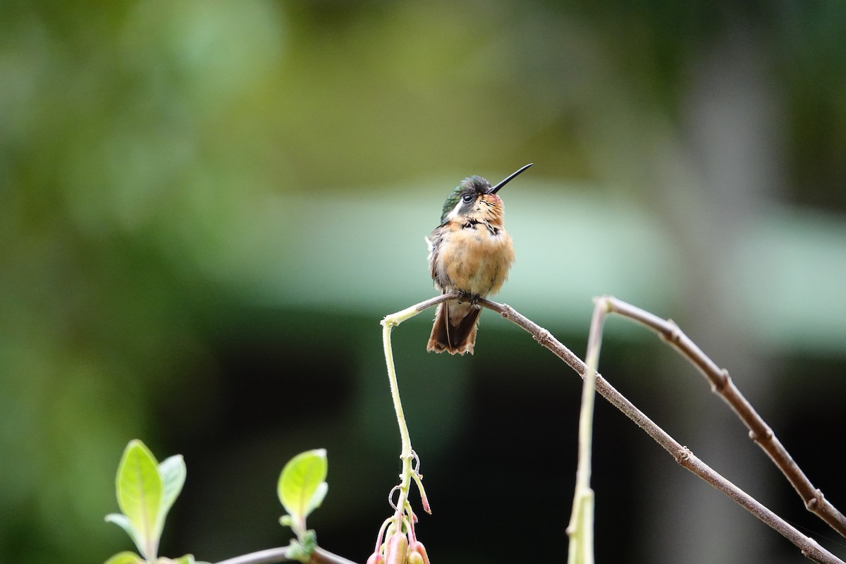 White-throated Mountain-gem (Gray-tailed) - ML632228549