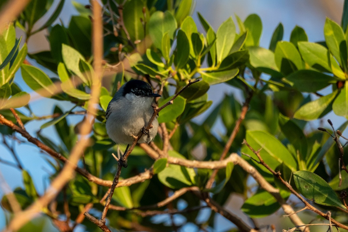 Yucatan Gnatcatcher - ML632228642