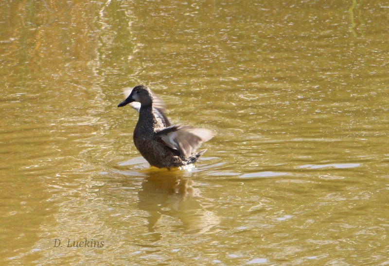Blue-winged Teal - ML632228833
