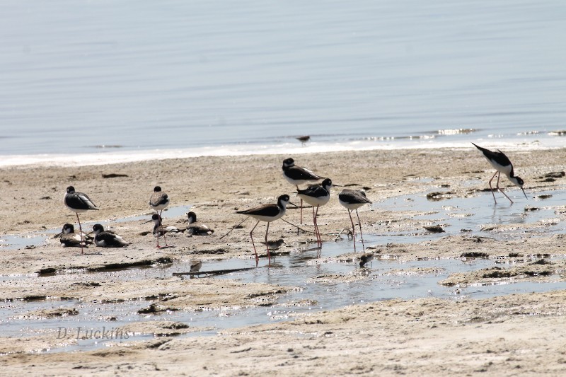 Black-necked Stilt - ML632228863