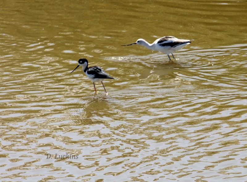 American Avocet - ML632228885