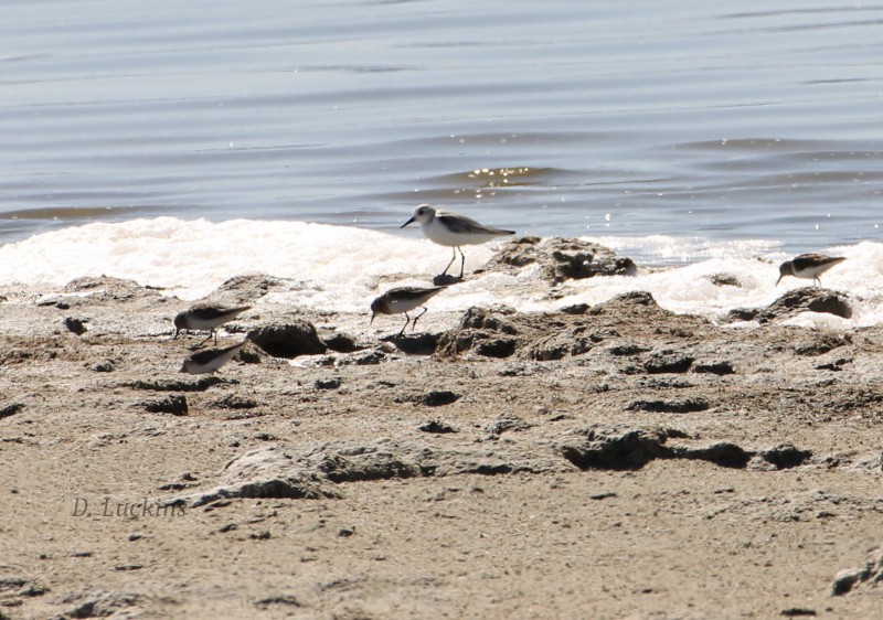 Sanderling - ML632228910