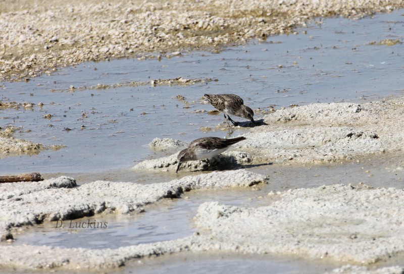 Least Sandpiper - ML632228938