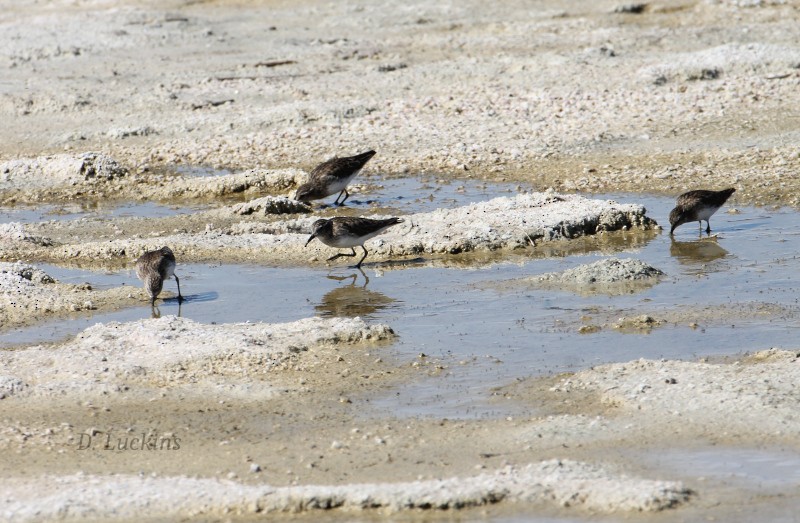 Least Sandpiper - ML632228942