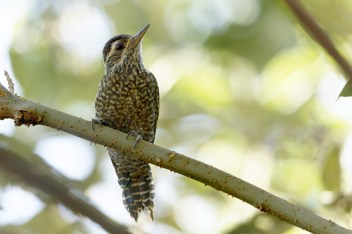 White-spotted Woodpecker - ML632229020