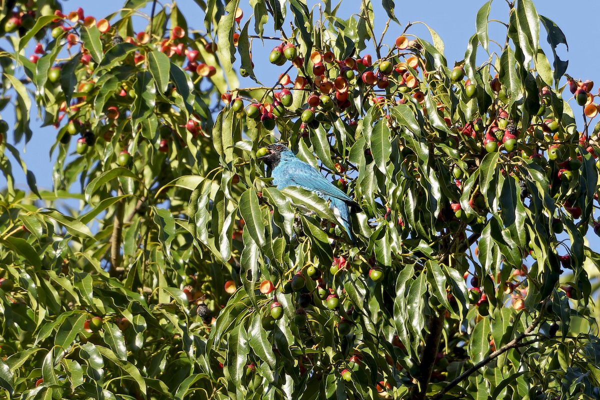Swallow Tanager - ML632229041
