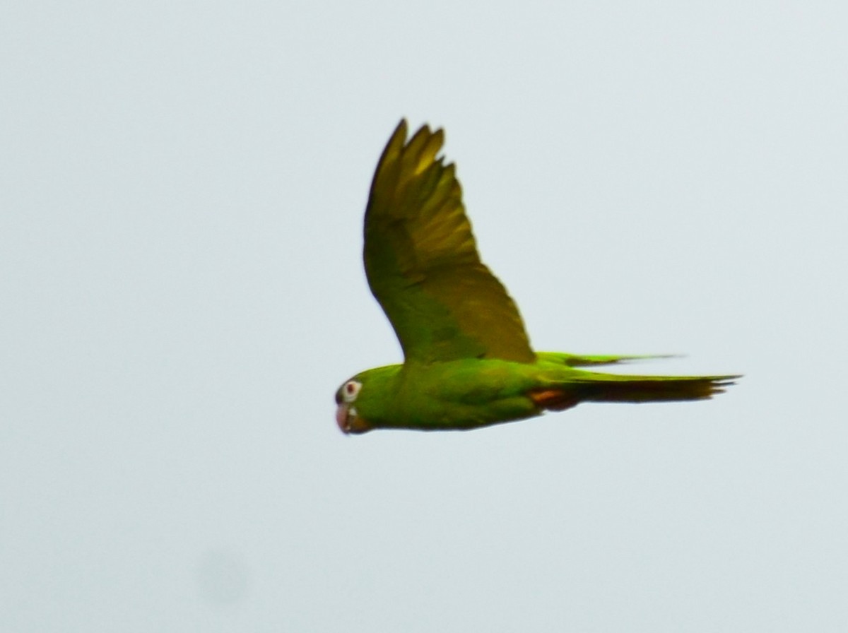 Blue-crowned Parakeet - ML632229045