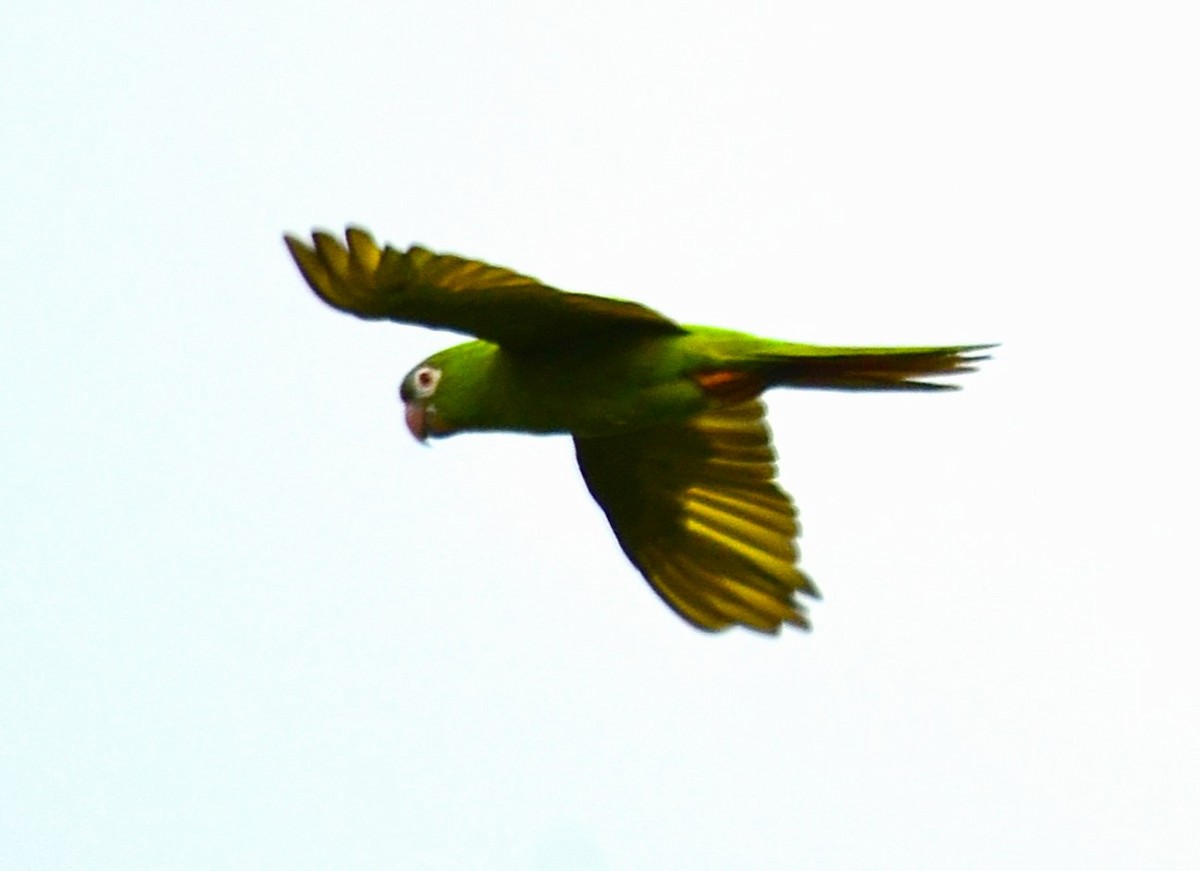 Blue-crowned Parakeet - ML632229046