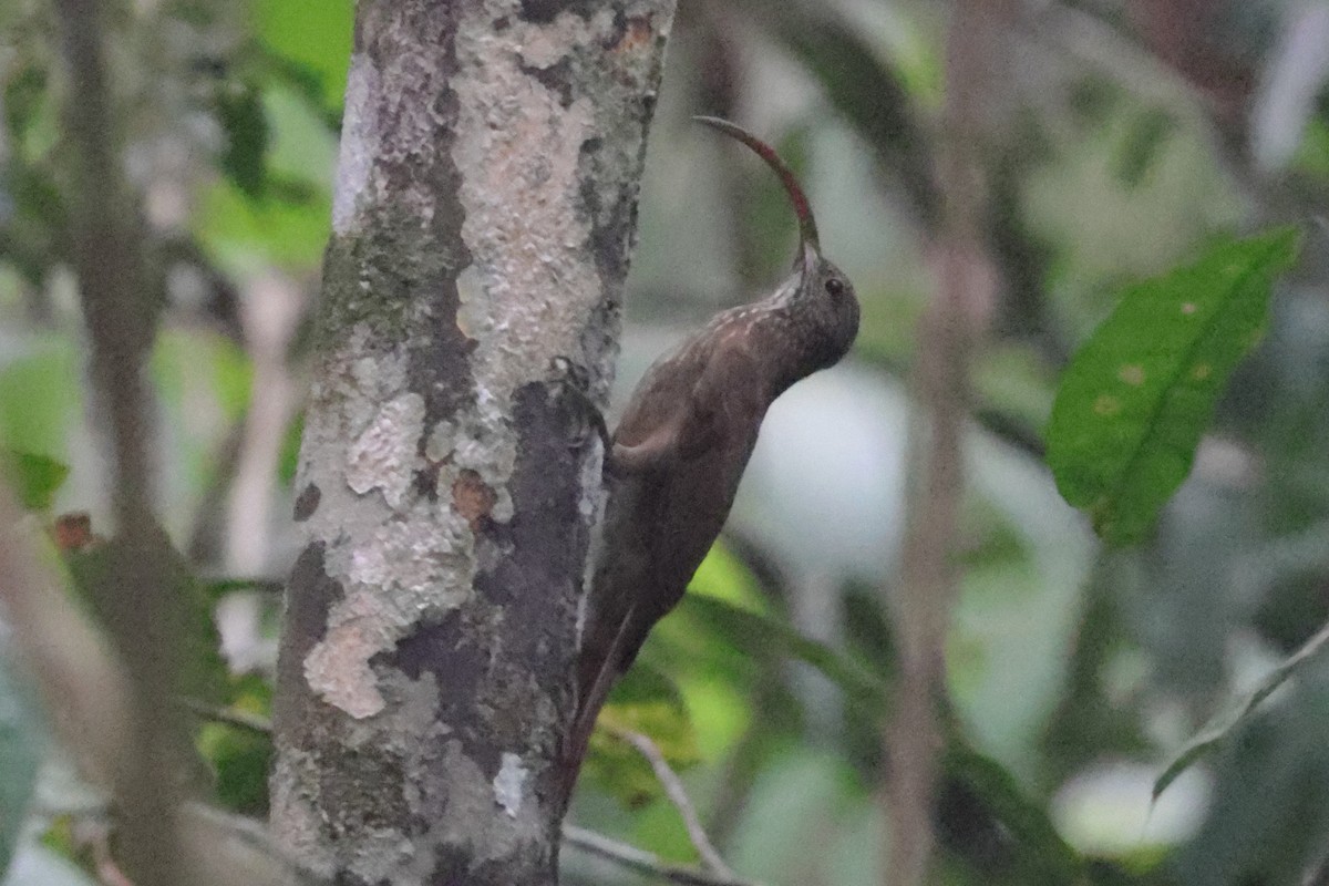Tapajos Scythebill - ML632229064