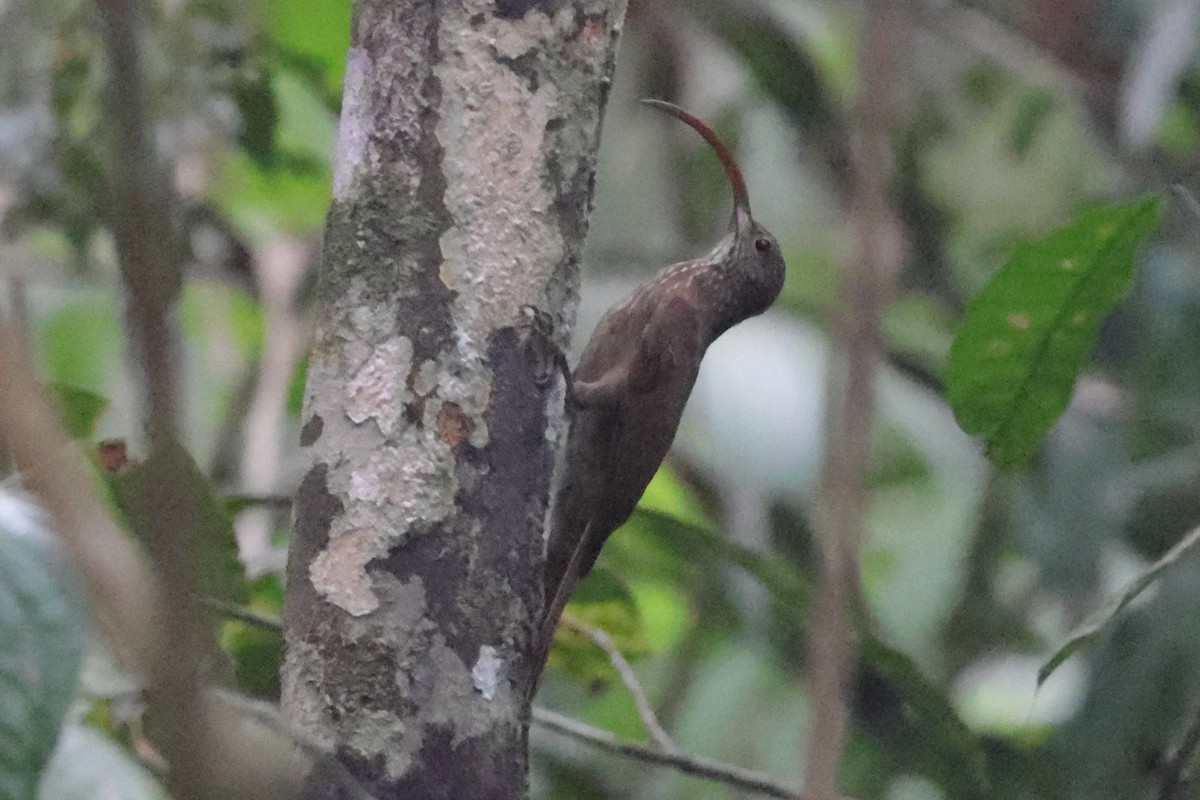 Tapajos Scythebill - ML632229077
