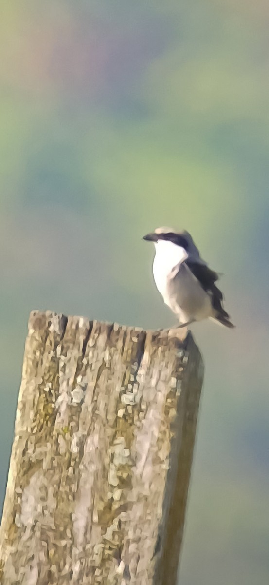 Loggerhead Shrike - ML632229158