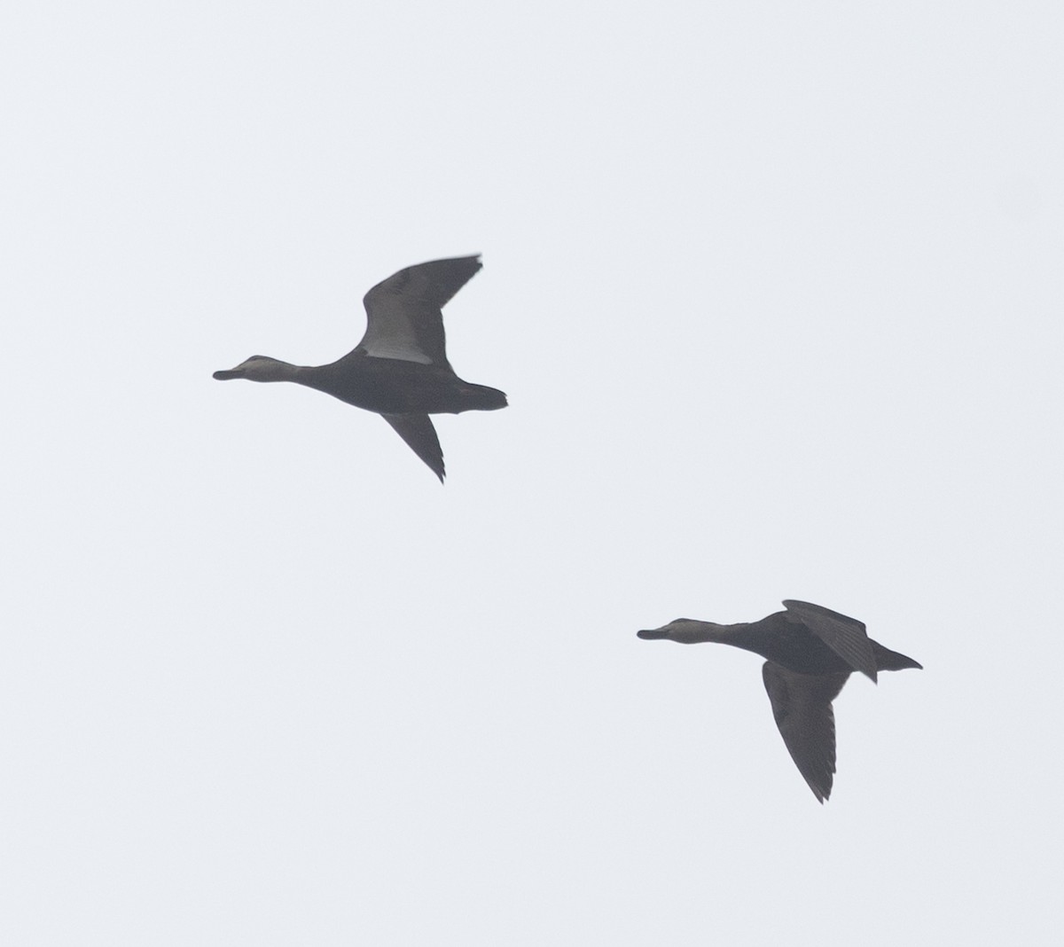 Canard noir - ML632229325