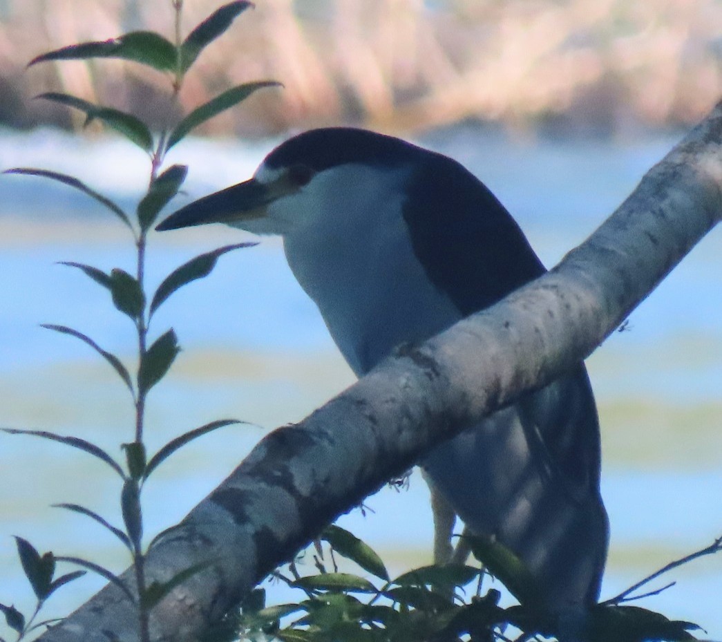Black-crowned Night Heron - ML632229358