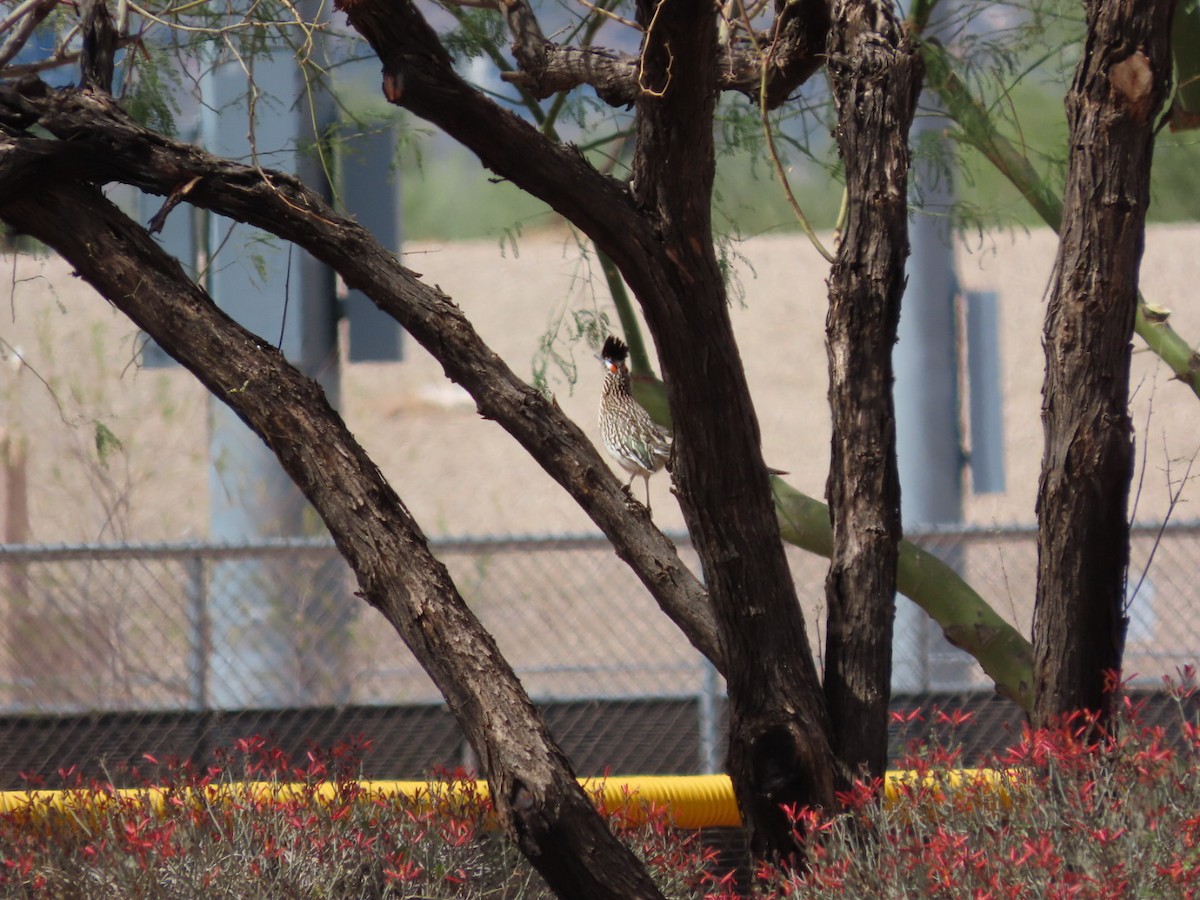 Greater Roadrunner - ML632229384