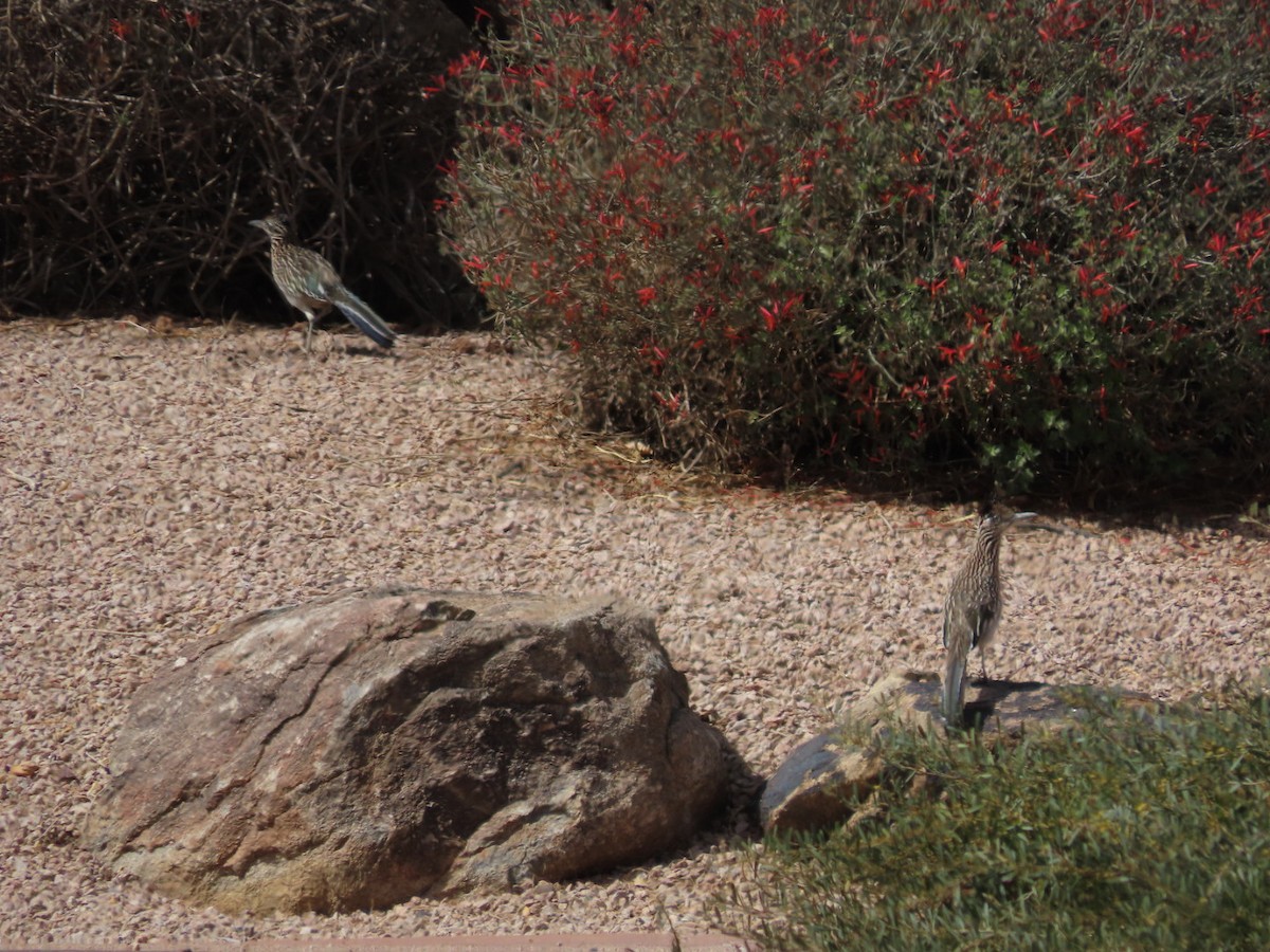 Greater Roadrunner - ML632229385