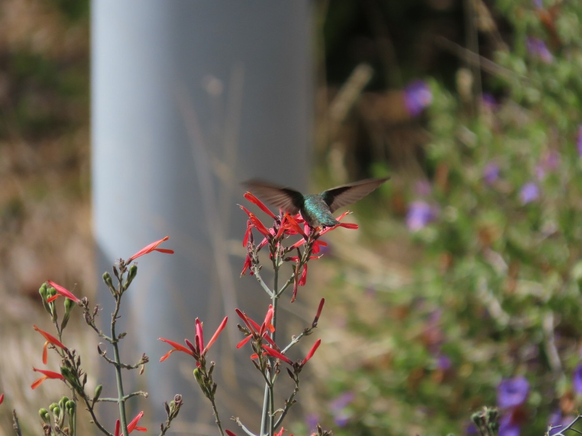 Costa's Hummingbird - ML632229394