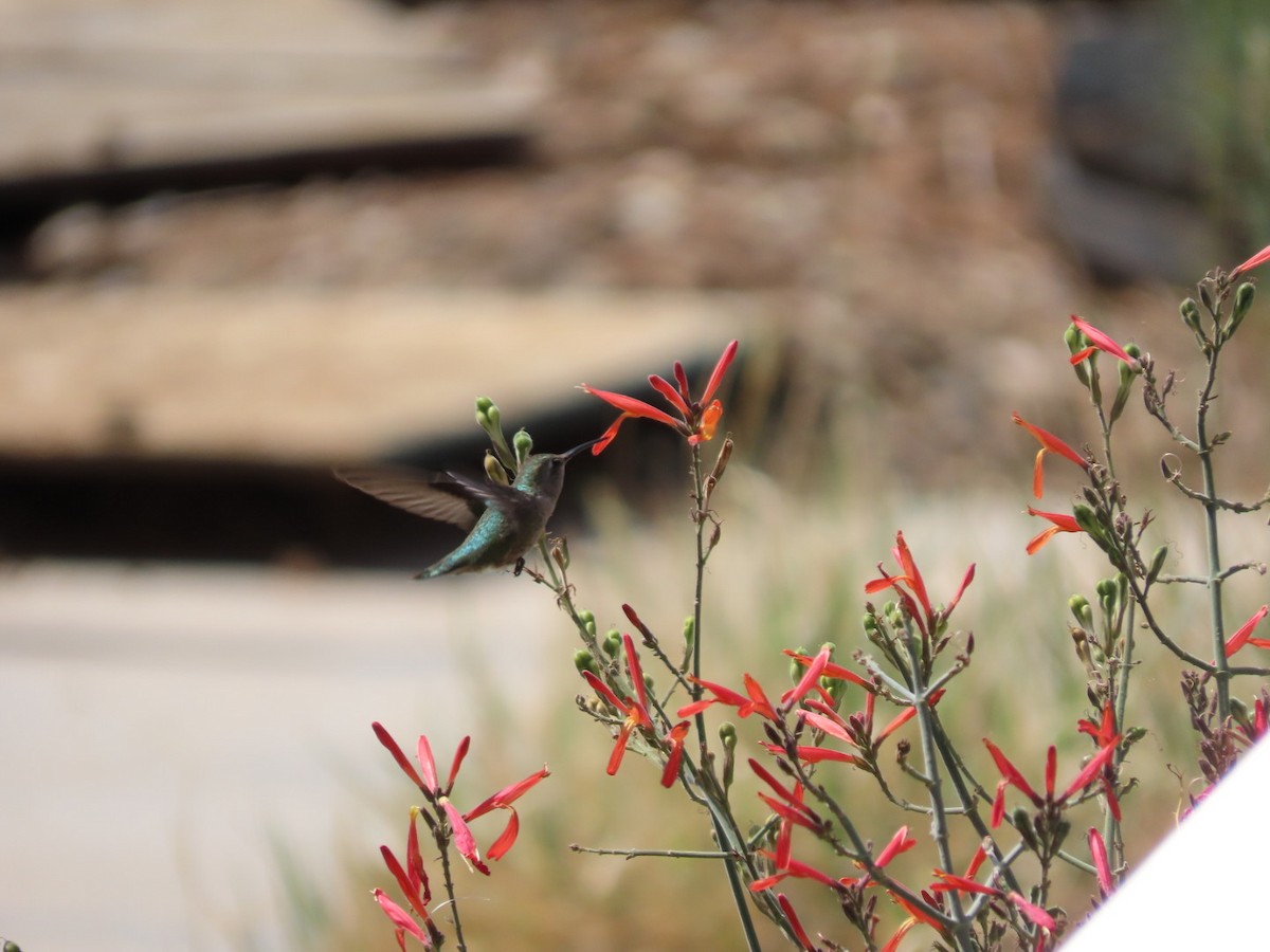 Costa's Hummingbird - ML632229395