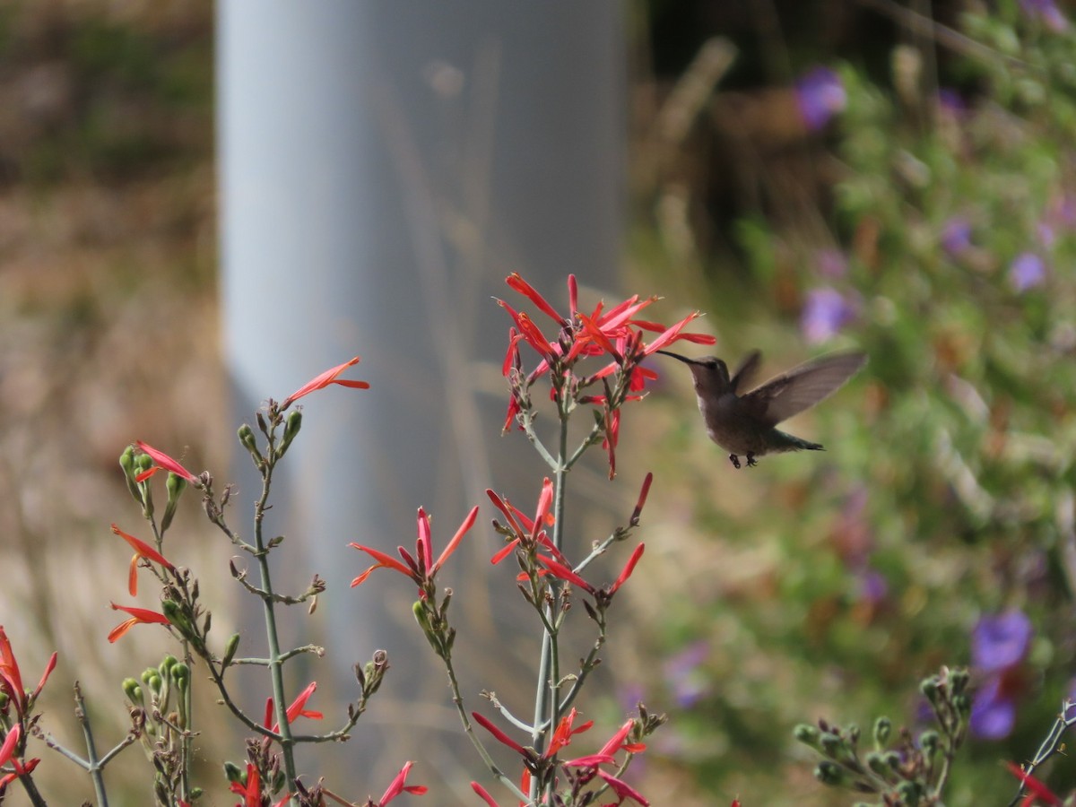 Costa's Hummingbird - ML632229396